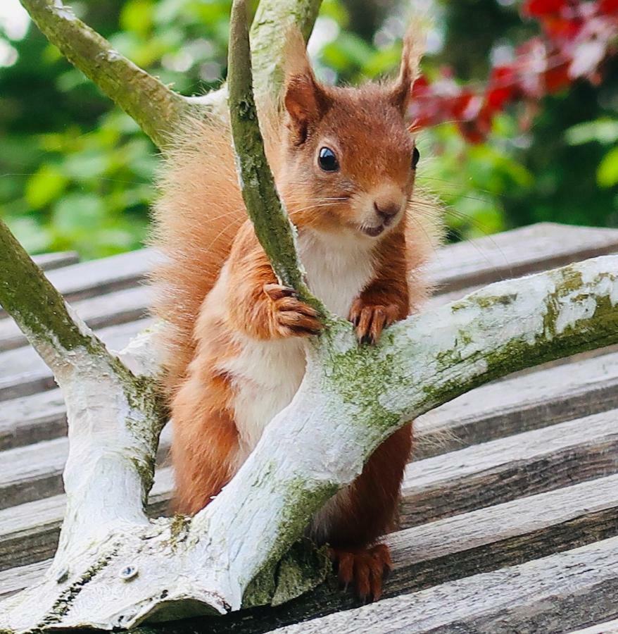 Red Squirrel Cottage Strathtay Екстер'єр фото